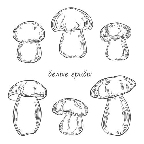 白蘑菇六种白底款式